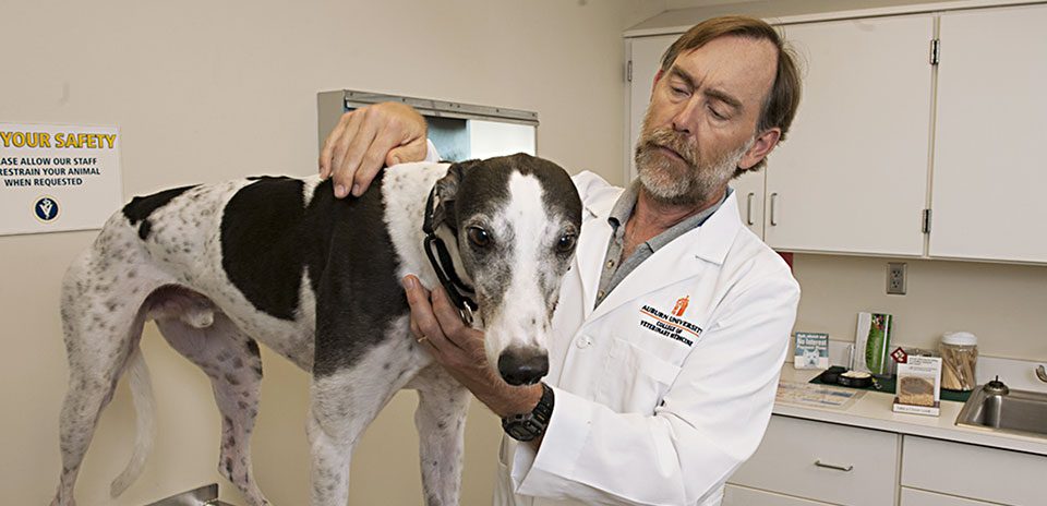 Bruce F. Smith, VMD, PhD, of Auburn University College of Veterinary Medicine, collaborates with researchers at Washington University School of Medicine in pursuit of virus-based cancer treatments that could benefit dogs as well as humans. (Photo by Auburn University Photographic Services)