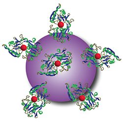 The titanium dioxide nanoparticle is shown here (purple) carrying the iron-binding protein transferrin (blue and green) and the light-sensitive cancer drug titanocene (red). (Credit: Kotagiri)