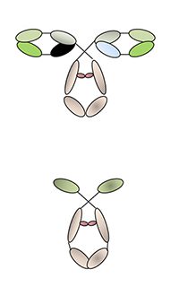 Typical antibodies (top) unfold in the harsh environment of the cell. Camelid antibodies (bottom) are smaller and more stable. (Credit: S. Kaliberov) 